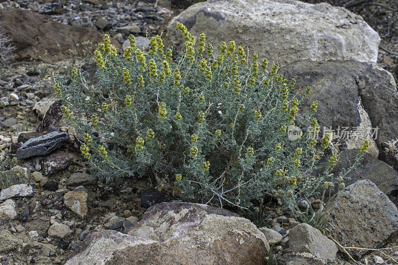 Ambrosia dumosa，一种北美向日葵科植物，在加州死亡谷国家公园被发现。菊科。